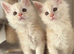 Stunning litter of Maine coon babies