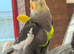 This is Donald the tame cockatiel