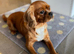 Beautiful health tested cavalier King Charles