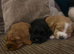 2 golden cocker puppies