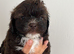 Beautiful Shih-Poo Puppies (Shih Tzu &times; Poodle) Looking for Their Forever Homes ️