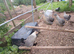 3 creamlegbar pullets