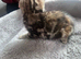 Adorable 10 week old Mixed Breed kittens