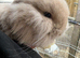 Lion head lop doe