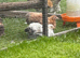 Pekin Bantam chicks