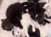 5 beautiful fluffy kittens