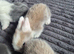 Lionhead babies