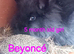 *READY NOW*FEMALE & MALE DOUBLE MANED LIONHEAD x CASHMERE MINILOPS