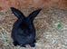 Mini plush lops