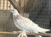 Beautiful young pair of frill back pigeons