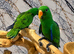 Friendly Baby HandReared Super Tame Cuddly Eclectus Parrot,26