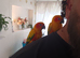 DNA Sun conures + cage