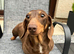 Miniature Smooth Female Adult Dachshund