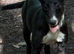 Female dog