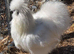 Variety of chicken for sale
