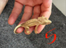 bio colour or low expression morph Baby crested gecko