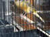 Yorkshire canary for new home