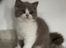 Lilac and white British shorthair male