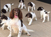 Exceptional English springer spaniel pups