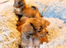 Pomeranian cross chihuahua puppies