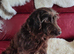 ***FERN RESCUE* 4 YO COCKAPOO FOR ADOPTION***