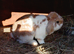 Male mini lop 9 months old