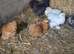 2 Porcelain Pekin Pullets