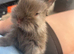 Lion head rabbits
