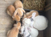 Beautiful Pure Mini Lops