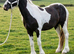 Stunning 2yrs Filly