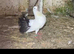 Fantail pigeons