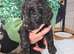 last puppy left best saved until last!! Reduced!! St Berdoodle x sproodle puppies (READY NOW)