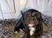 Beautiful little puppies