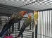 Stunning Rosella & Pennants