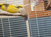 Singing Yellow Canary, Male.
