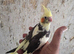Semi Tamed x4 Cockatiels for sale