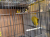 Siberian, Goldfinch, female and male Goldfinch
