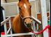 BROODMARE ONLY &ndash; NOT FOR RIDING &ndash; 9yo 15.2hh Chestnut Mare  Mirko x Wellington x Urban (Nimmerdor line)