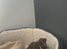 Puppy American Bulldog/Staff Cross