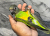 Ready Now Baby Handreared Friendly Super Tame Senegal Parrot,31