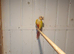 Sun conure fir sale