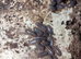 Clown isopods