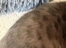 Beautiful Bengal kittens - ready now - only 2 left