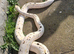 Reticulated python cow