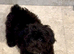 Fully DNA Health Tested F1 Maltipoo Puppies