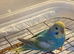 Rainbow budgies