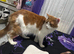 Mainecoon for STUD duties only in Mansfield