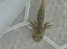 Baby axolotls for s