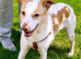 FAYE for adoption - A quiet gentleness that touches your heart