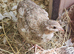 Coturnix Quail and Hatching Eggs
